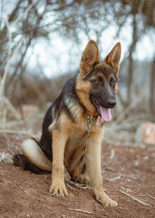 坐于户外的德国牧羊犬
