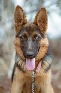 帅气德国牧羊犬吐舌卖萌