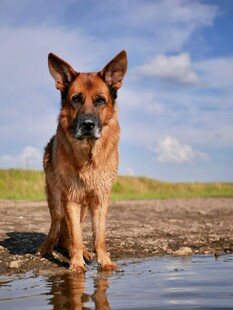 德国牧羊犬立于水边