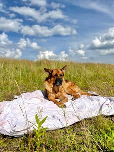 草地上惬意躺卧的宠物犬