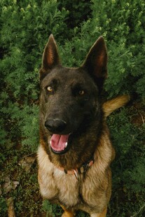 可爱黑犬身着保暖服饰