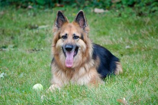 德国牧羊犬趴于绿草地