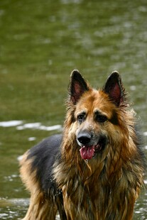 水中嬉戏的德国牧羊犬