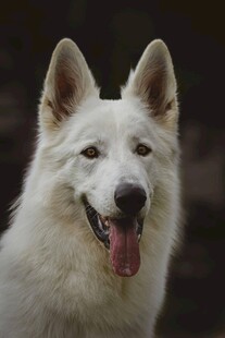 可爱白犬吐舌露笑