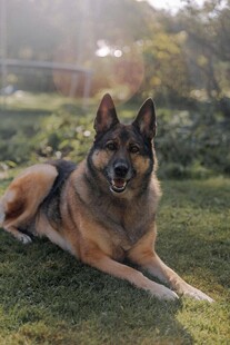 阳光下的帅气德国牧羊犬