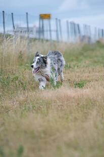 草地奔跑的可爱边境牧羊犬