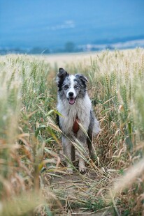 田野中的边牧犬