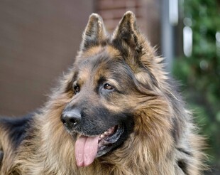 可爱德国牧羊犬吐舌卖萌