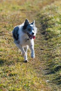 草地奔跑的可爱狗狗