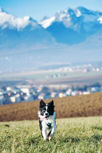 草原上奔跑的可爱小狗