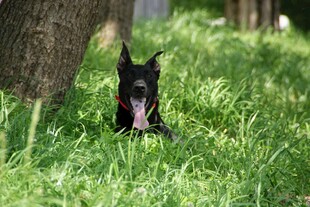 草地上吐舌的小黑狗