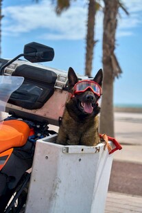 骑摩托的酷炫狗狗