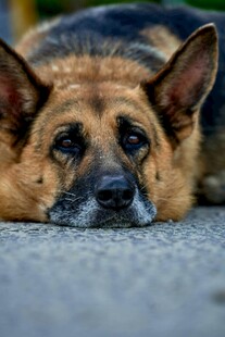 趴着的德国牧羊犬