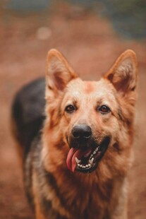 可爱德国牧羊犬咧嘴笑