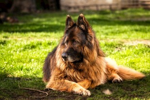 阳光下休憩的德国牧羊犬