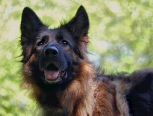 德国牧羊犬张嘴露齿