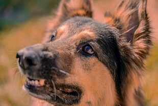 德国牧羊犬特写