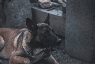 趴着的黑犬