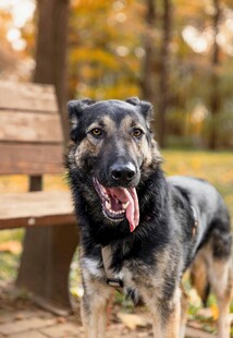 秋日公园中的快乐狗狗