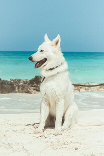 沙滩上的白色小狗