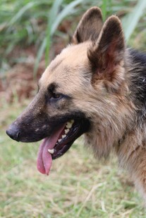 吐舌的帅气德国牧羊犬