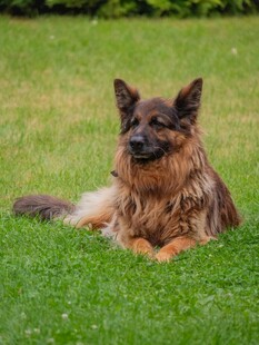 草地上休憩的德国牧羊犬