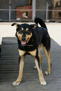 户外可爱站立的黑棕狗狗