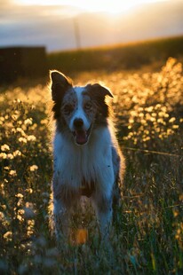 夕阳下的可爱牧羊犬
