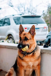 德国牧羊犬叼球帅气瞬间