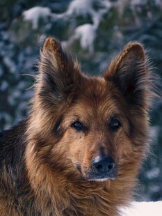 雪地中的长毛牧羊犬
