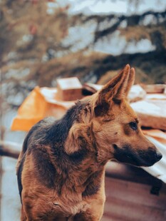 户外的德国牧羊犬