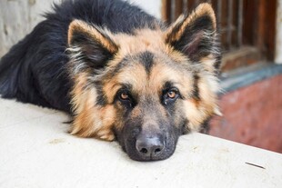趴着的德国牧羊犬