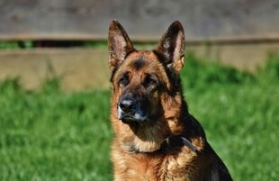 德国牧羊犬草地前坐立