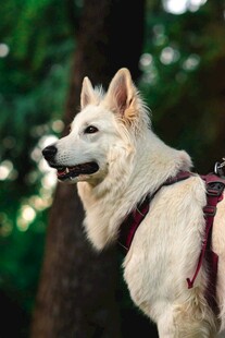 帅气白犬户外佩戴牵引绳
