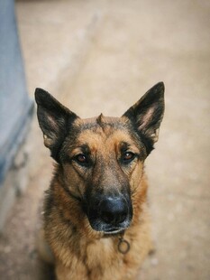 可爱德国牧羊犬正面特写