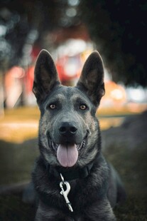 可爱黑犬户外吐舌卖萌