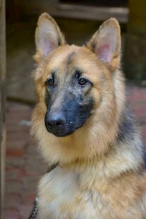 可爱德国牧羊犬正面照