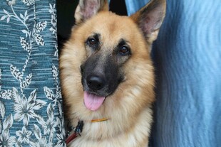 可爱德国牧羊犬吐舌卖萌