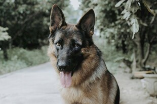 帅气德国牧羊犬户外写真