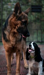 两只萌犬相伴画面温馨