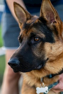 帅气德国牧羊犬特写
