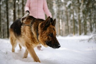 雪地中人与德国牧羊犬漫步