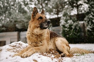 雪地上休憩的德国牧羊犬