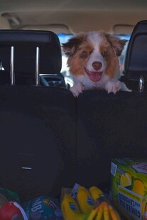 车内萌犬与多彩水果相伴