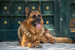 德国牧羊犬悠闲趴坐