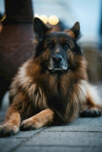 趴卧的长毛德国牧羊犬