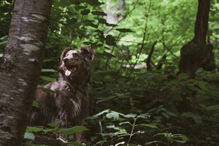 森林中警觉的猎犬