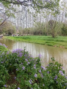 河畔繁花绿树春日美景