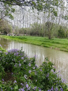 河畔繁花绿树自然风光