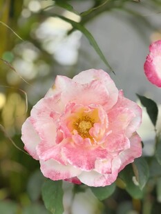 娇艳粉色月季花特写